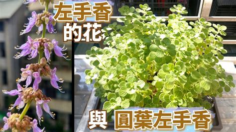 左手香風水|左手香開花引財運？專家教你佈局